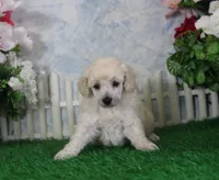 Leila, AKC Champion Sired, a female Poodle - Toy  for sale in Butler, MO – 4 of 4