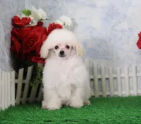 Shane, AKC Champion Sired, a male Poodle - Toy  for sale in Butler, MO – Photo 2 of 8