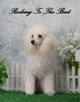 Shane, AKC Champion Sired, a male Poodle - Toy  for sale in Butler, MO – Photo 8 of 8