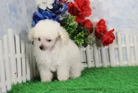 Shane, AKC Champion Sired, a male Poodle - Toy  for sale in Butler, MO – Photo 6 of 8
