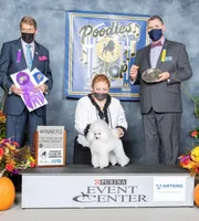 Shane, AKC Champion Sired, a male Poodle - Toy  for sale in Butler, MO – Photo 7 of 8