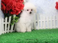 Shane, AKC Champion Sired, a male Poodle - Toy  for sale in Butler, MO – Photo 1 of 8