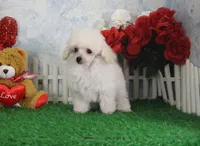 Shane, AKC Champion Sired, a male Poodle - Toy  for sale in Butler, MO – Photo 5 of 8