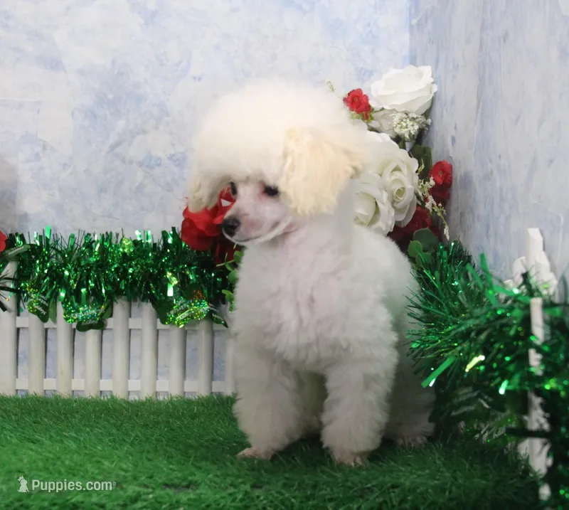 Shane, AKC Champion Sired