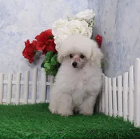 Shane, AKC Champion Sired, a male Poodle - Toy  for sale in Butler, MO – Photo 4 of 8