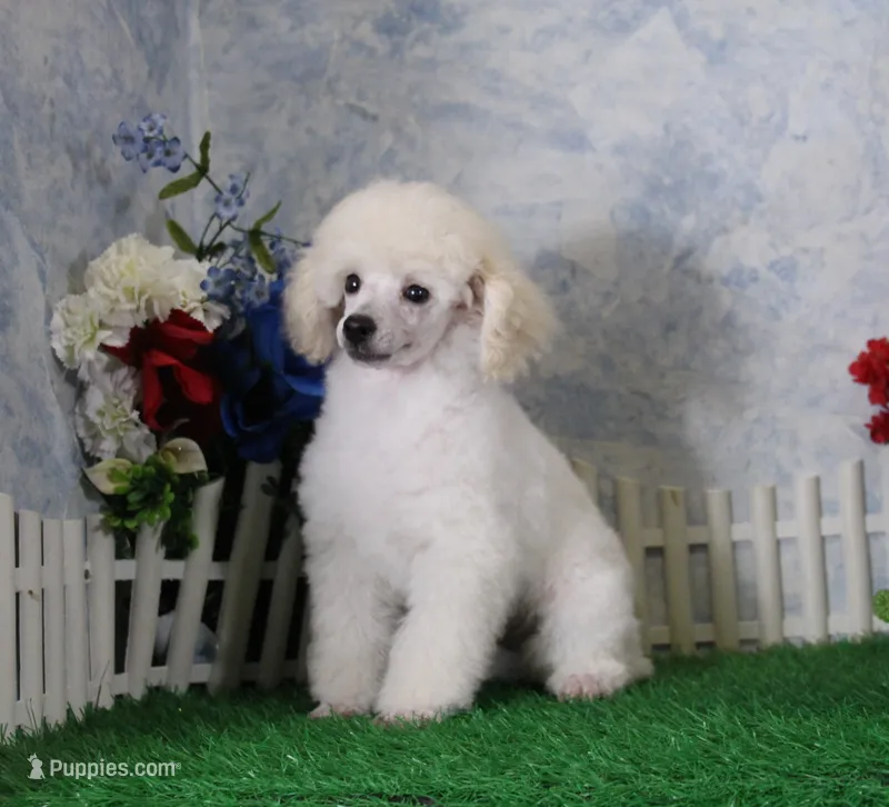 Sampson, KAC Champion Sired – Poodle - Toy  puppy for sale in Butler, MO