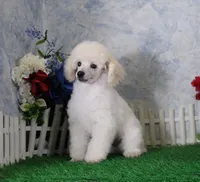 Sampson, AKC Champion Sired, a male Poodle - Toy  for sale in Butler, MO – 5 of 9