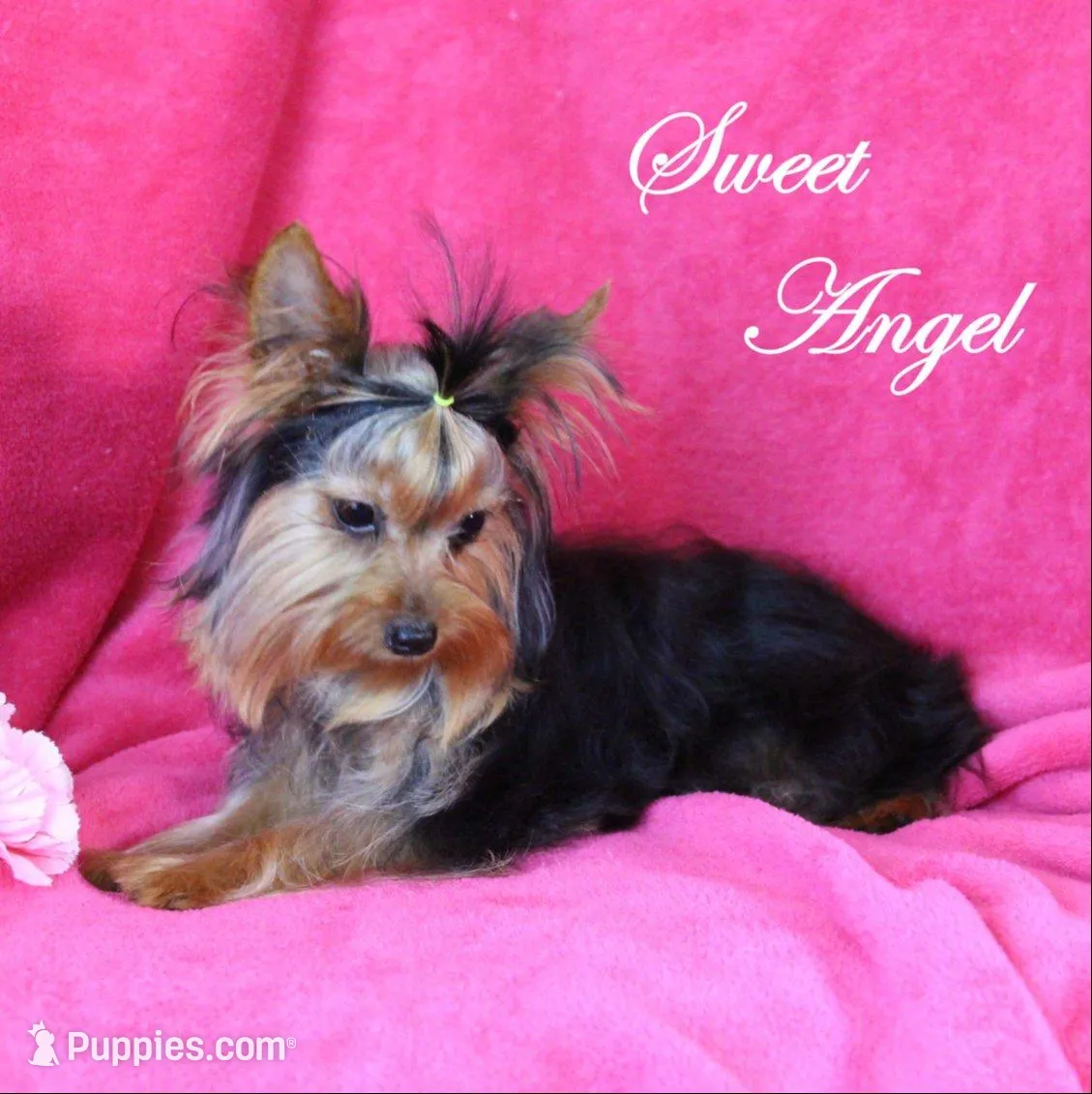 Jessie, a female Morkie for sale in Butler, MO – Photo 6 of 6