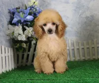 Archie, AKC Champion Sired, a male Poodle - Toy  for sale in Butler, MO – 3 of 7