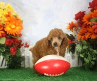 Rusty, AKC Champion Sired, a male Poodle - Toy  for sale in Butler, MO – 2 of 4