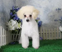 Shazam, AKC Champion Sired, a male Poodle - Toy  for sale in Butler, MO – 3 of 9