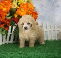 Corey, AKC Champion Sired, a male Poodle - Toy  for sale in Butler, MO – 4 of 4