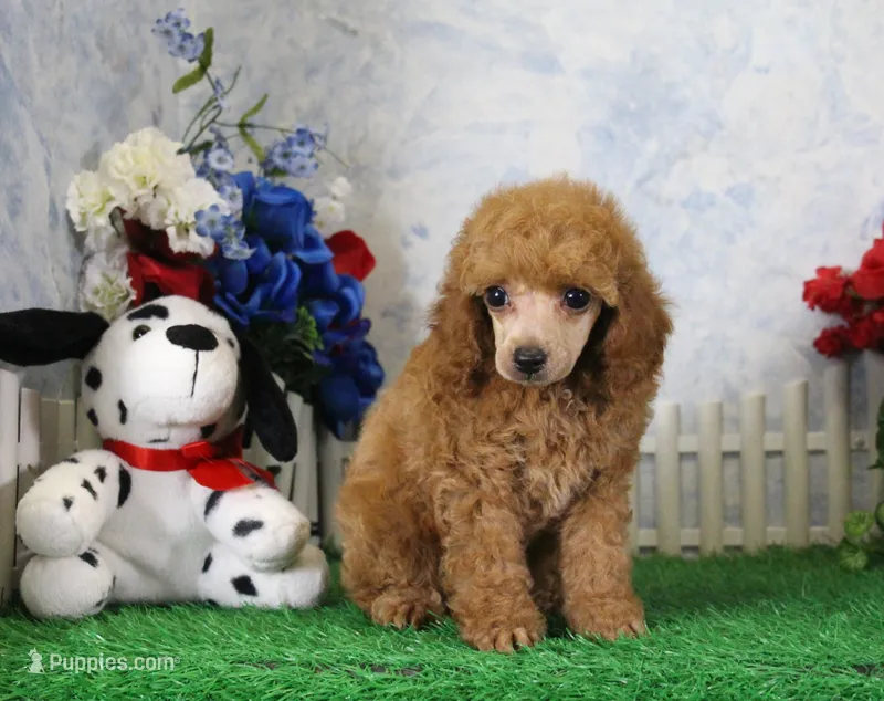 Adam, AKC Champion Sired – Poodle - Toy  puppy for sale in Butler, MO