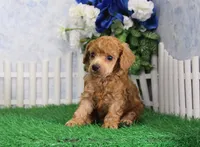Sasha, AKC Champion Sired, a female Poodle - Toy  for sale in Butler, MO – 3 of 6