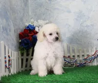 Sampson, KAC Champion Sired, a male Poodle - Toy  for sale in Butler, MO – 5 of 8