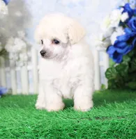 Rosie, AKC Champion Sired, a female Poodle - Toy  for sale in Butler, MO – 3 of 4