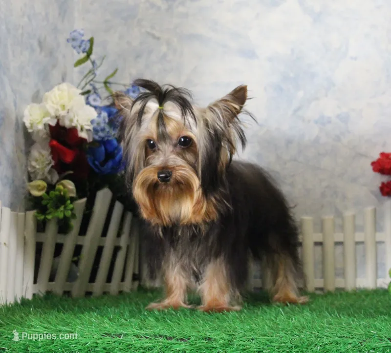 Hobo, AKC – Yorkshire Terrier puppy for sale in Butler, MO