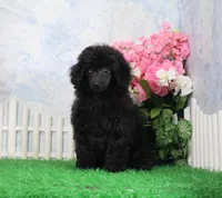 Pepper, AKC Champion Sired, a female Poodle - Toy  for sale in Butler, MO – 2 of 8