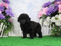 Pepper, AKC Champion Sired, a female Poodle - Toy  for sale in Butler, MO – 6 of 8