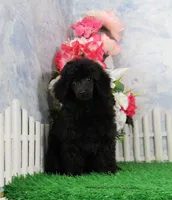 Pepper, AKC Champion Sired, a female Poodle - Toy  for sale in Butler, MO – 1 of 8