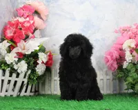Pepper, AKC Champion Sired, a female Poodle - Toy  for sale in Butler, MO – 3 of 8