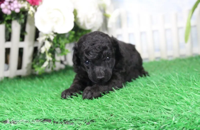 Pepper, AKC Champion Sired – Poodle - Toy  puppy for sale in Butler, MO