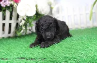 Pepper, AKC Champion Sired, a female Poodle - Toy  for sale in Butler, MO – Photo 1 of 6