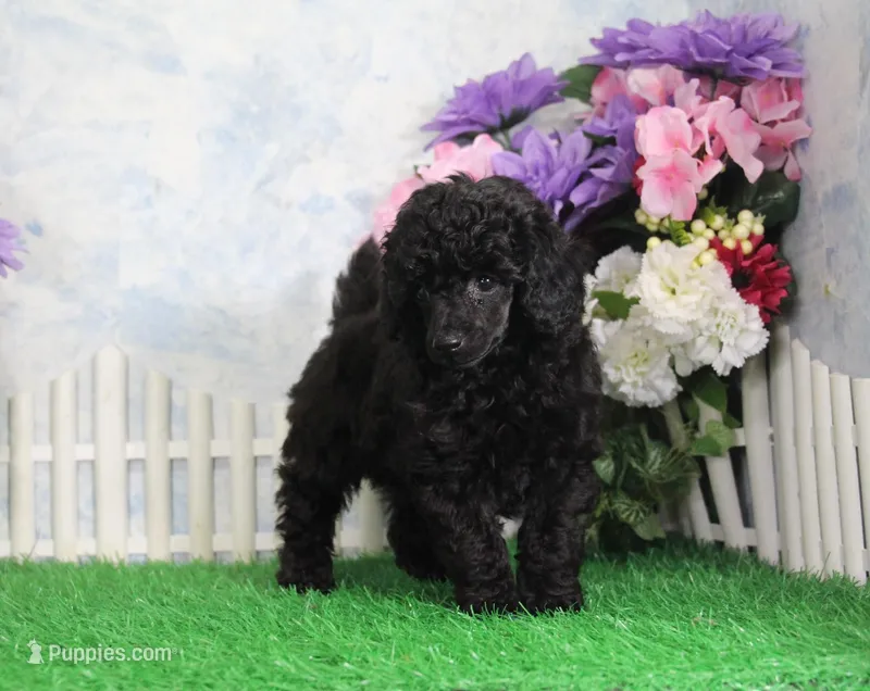 Pepper, AKC Champion Sired – Poodle - Toy  puppy for sale in Butler, MO