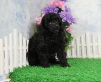 Pepper, AKC Champion Sired, a female Poodle - Toy  for sale in Butler, MO – 5 of 8