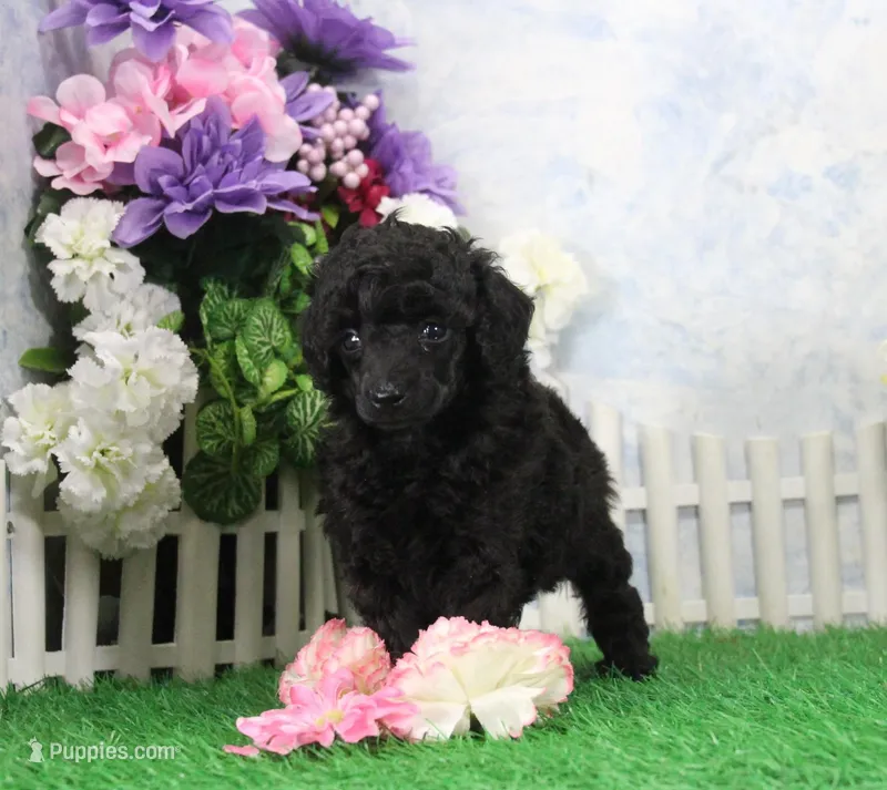 Pepper, AKC Champion Sired – Poodle - Toy  puppy for sale in Butler, MO
