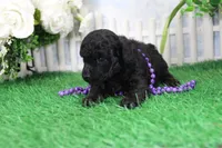 Pepper, AKC Champion Sired, a female Poodle - Toy  for sale in Butler, MO – Photo 3 of 6
