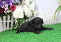 Pepper, AKC Champion Sired, a female Poodle - Toy  for sale in Butler, MO – Photo 4 of 6