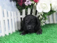 Pepper, AKC Champion Sired, a female Poodle - Toy  for sale in Butler, MO – Photo 2 of 6