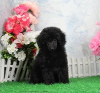 Pepper, AKC Champion Sired, a female Poodle - Toy  for sale in Butler, MO – 4 of 8