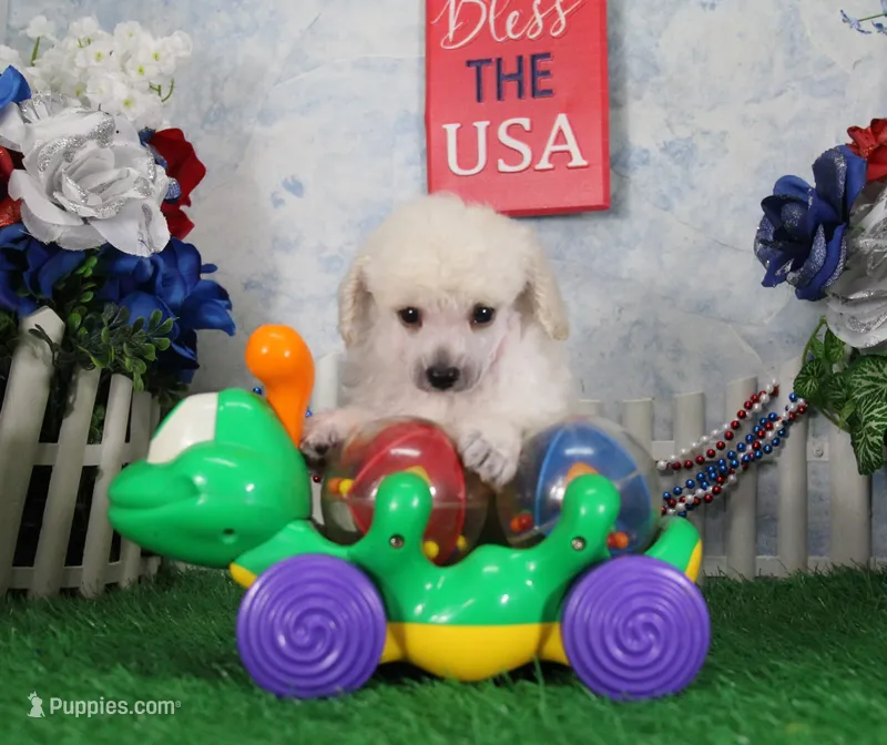 Shazam, AKC Champion Sired – Poodle - Toy  puppy for sale in Butler, MO