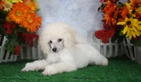 Dalton, AKC Champion Sired, a male Poodle - Toy  for sale in Butler, MO – 6 of 7