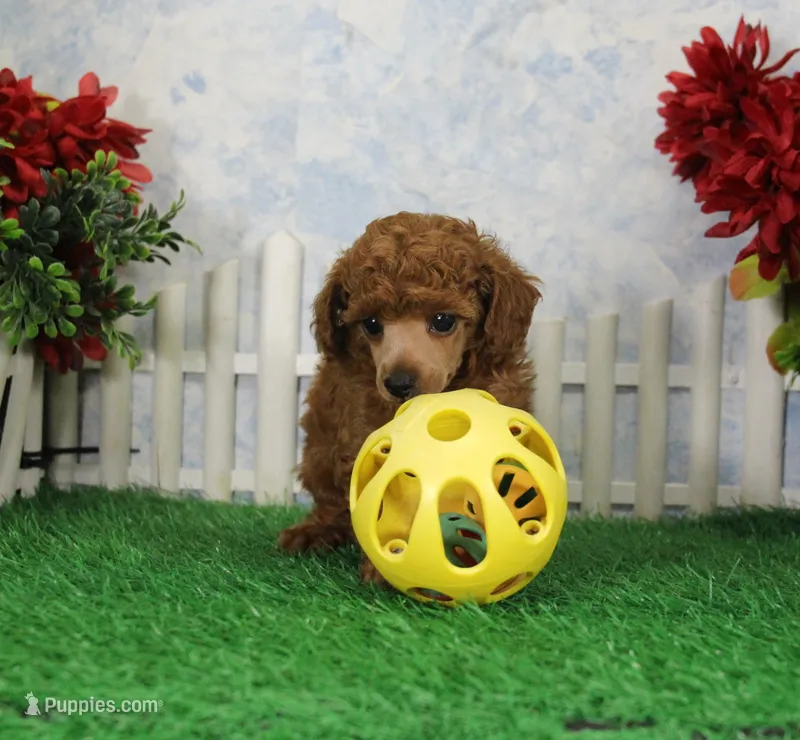 Austin, AKC Champion Sired