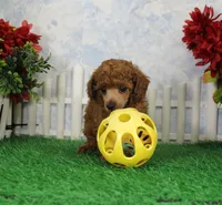 Austin, AKC Champion Sired, a male Poodle - Toy  for sale in Butler, MO – Photo 1 of 6