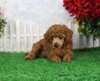 Austin, AKC Champion Sired, a male Poodle - Toy  for sale in Butler, MO – Photo 3 of 6