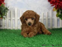 Austin, AKC Champion Sired, a male Poodle - Toy  for sale in Butler, MO – Photo 2 of 6