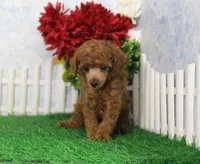Austin, AKC Champion Sired, a male Poodle - Toy  for sale in Butler, MO – Photo 4 of 6