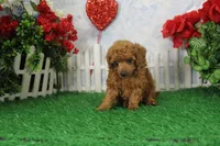 Baby, AKC Champion Sire, a female Poodle - Toy  for sale in Butler, MO – Photo 5 of 7