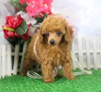 Baby, AKC Champion Sire, a female Poodle - Toy  for sale in Butler, MO – Photo 3 of 7