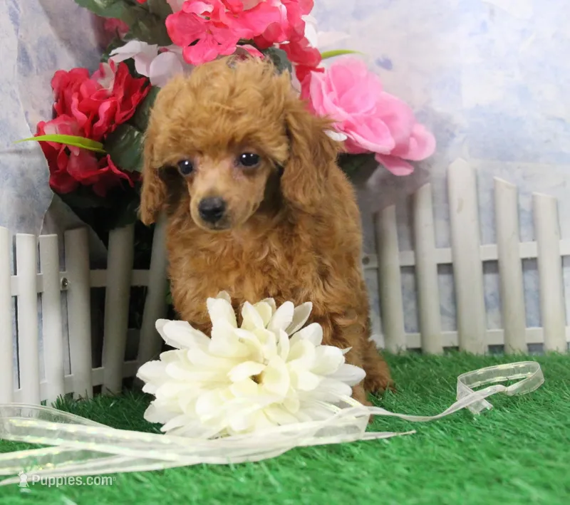 Baby, AKC Champion Sire