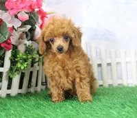 Baby, AKC Champion Sire, a female Poodle - Toy  for sale in Butler, MO – Photo 4 of 7