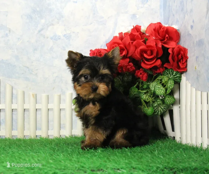 Yukon, AKC – Yorkshire Terrier puppy for sale in Butler, MO