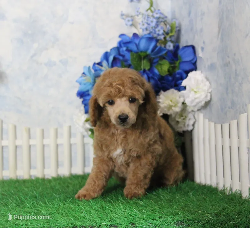 Fenton, AKC Champion Sired – Poodle - Toy  puppy for sale in Butler, MO