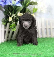 Razz, a male Poodle - Toy  for sale in Butler, MO – 3 of 6