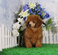 Bingo, AKC Champion Sired, a male Poodle - Toy  for sale in Butler, MO – 3 of 8