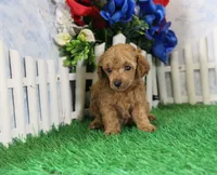 Brooke, AKC Champion Sired, a male Poodle - Toy  for sale in Butler, MO – 2 of 4